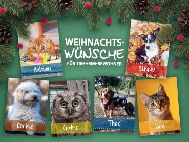 Spendenpaket Eulen und Greifvogelstation